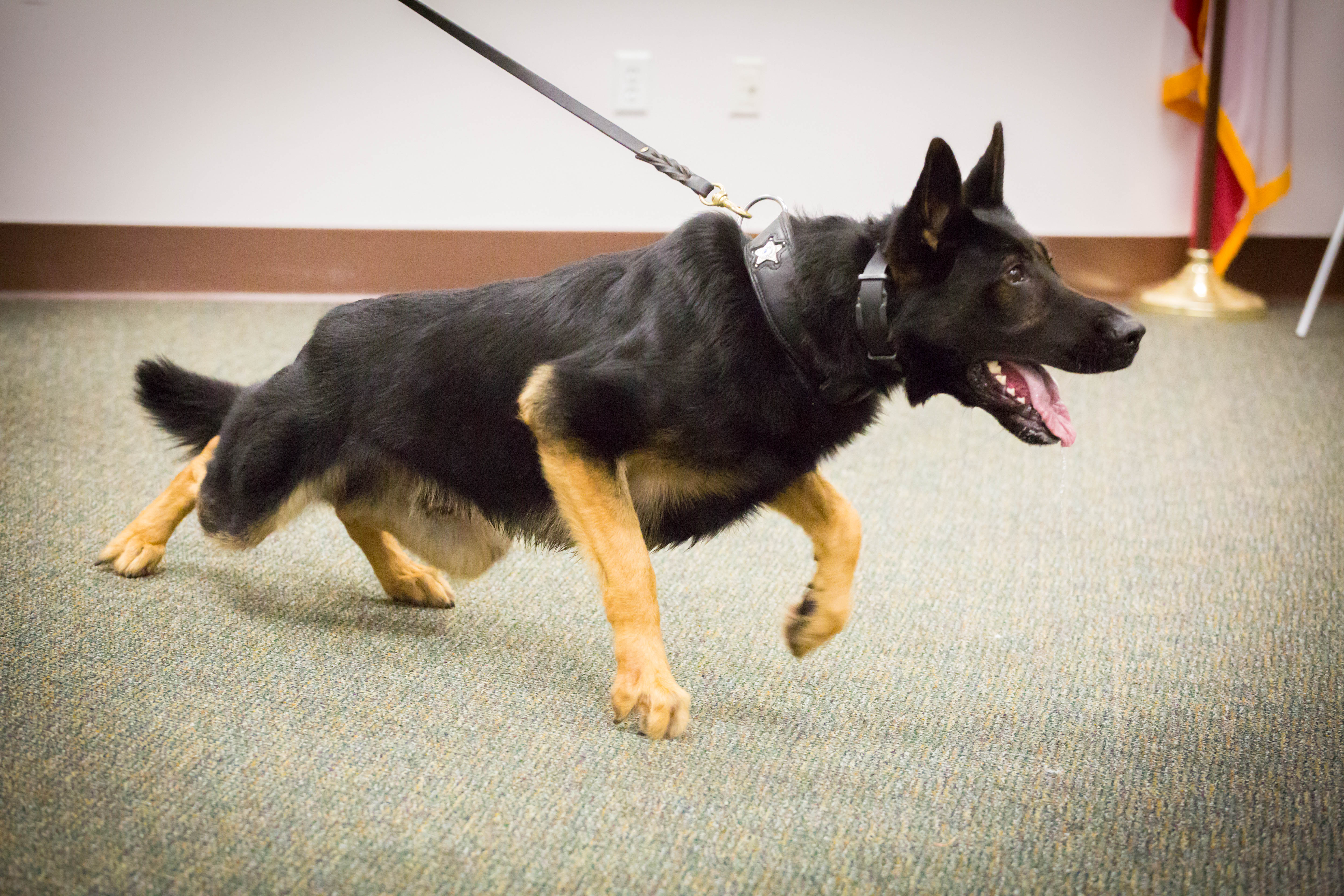 K9 Partnership Program