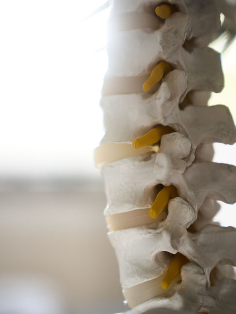 Wirbelsäulenmodell Prommeggers Physiotherapie