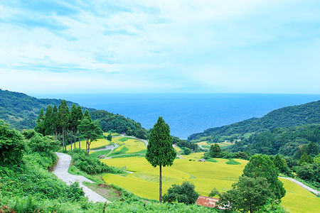 新潟 佐渡 岩首昇竜棚田