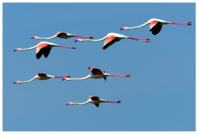 Fenicotteri rosa a Comacchio