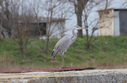 Fauna delle valli