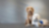 Sjukhushund background.png