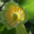 tulip poplar light.jpg