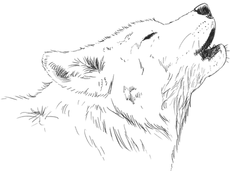 Illustration loup Sophie Dupont
