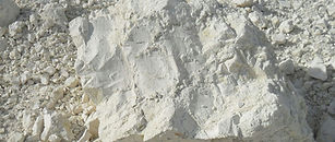 diatomeas-aeeebe7d9c1182f326b41a73a05362dd140182378bf7097c8259578331d4b94d.jpg