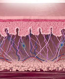 Medical Illistration Skincare thumbnail illustrations