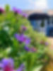 garden.jpg