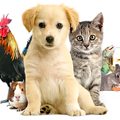 animalexpo-2-fi17890838.png