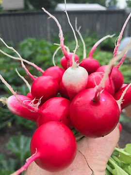 Radish 2020.jpeg