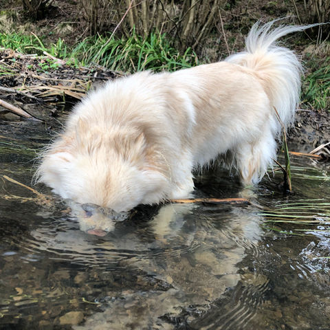 rescue dog diving in a stream