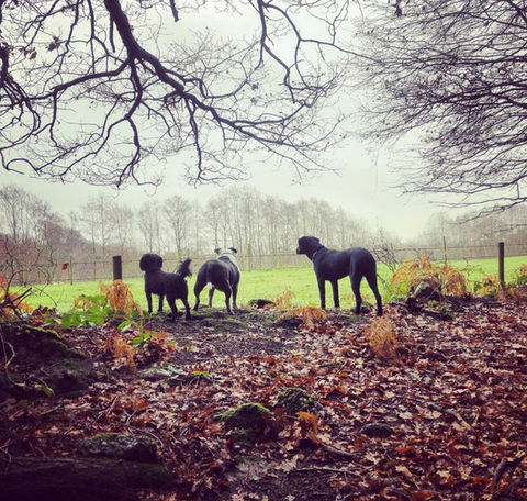 3 dogs looking over a fence in pembury woodlands