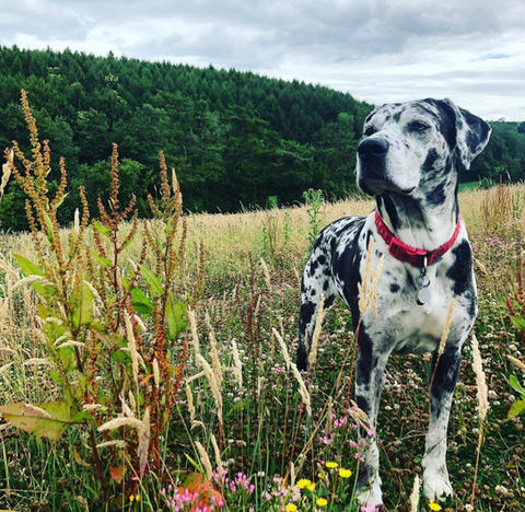 beautiful catalouha dog in nature