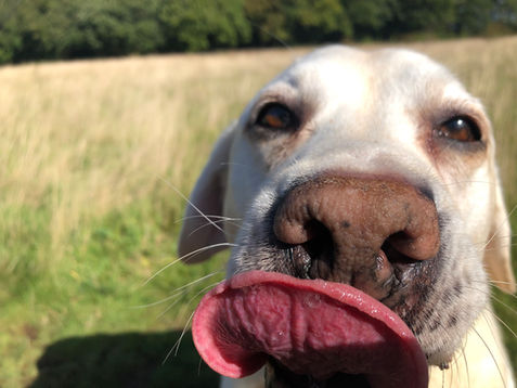 Labrador retriever with tongue out