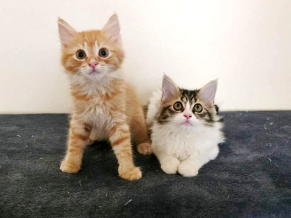 KAY & CLEOPATRA