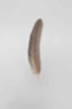 Brown Spotty Feather