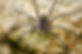 Trechalea spider, comonly known as fishing or river spider, on a rock near a river prepari