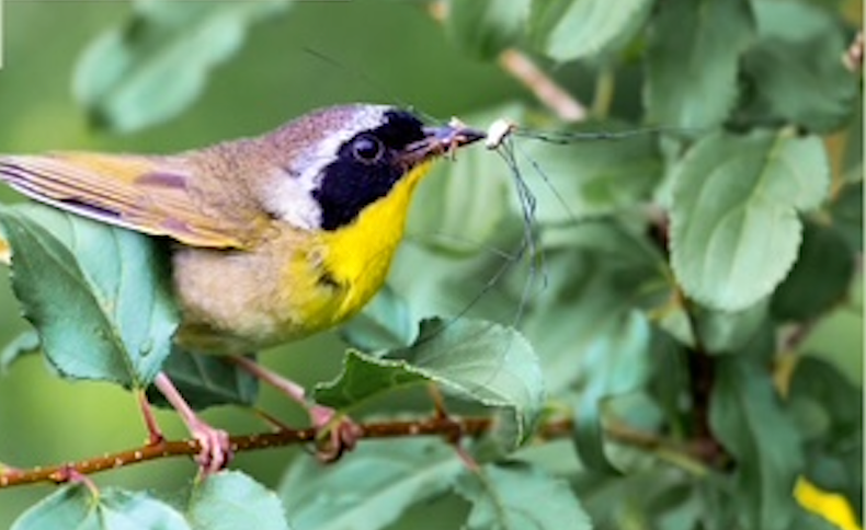Spring Migration Bird Walk at Big Reed Pond