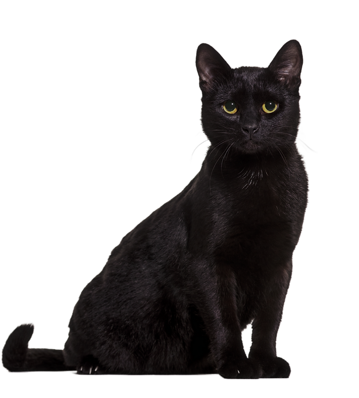 envato-labs-image-edit (97)_edited_edite