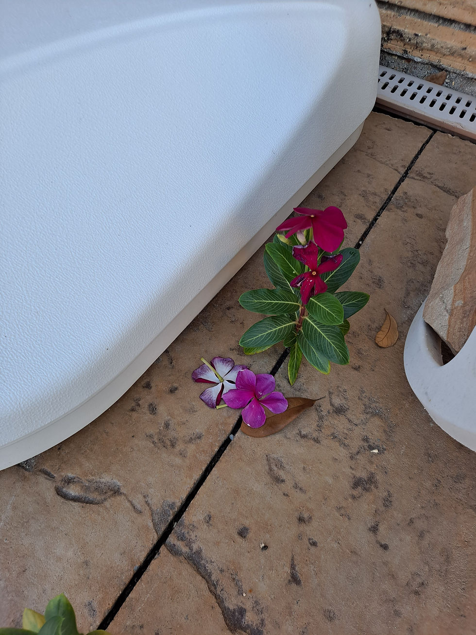 Volunteer Flower
