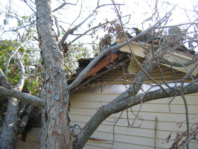 Pecan tree on my house - Katrina 2005