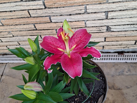 Blooming