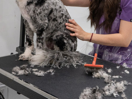 I Helped Build a Dog Grooming Salon in Hoboken. It Didn’t End The Way I Expected.
