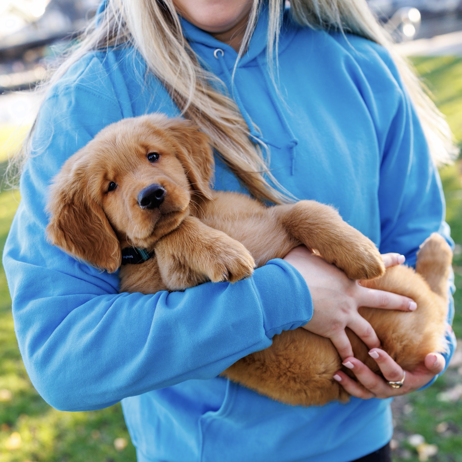 A golden retriever puppy resting in the arms of a caregiver wearing an aqua hoodie
