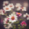 flower blooming.jpg
