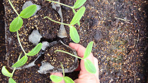 Egg Carton Seed Starting