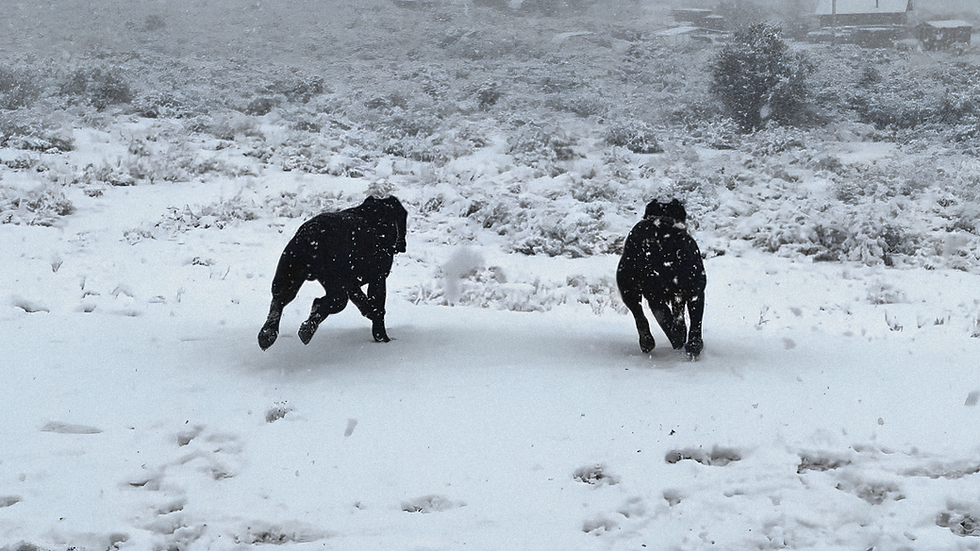 Cane Corsos running in the snow