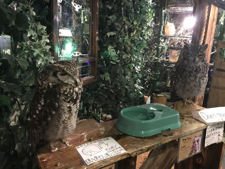 ふくろうカフェ