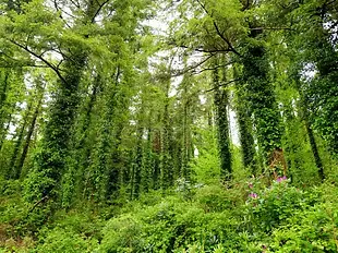 massive-pine-trees-ivy-growing-their-trunks-impressive-green-woodlands-killarney-national-