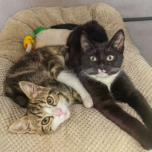 ai, boiler room #3, Mako, Puffer Copilot_20251212_213726.JPG