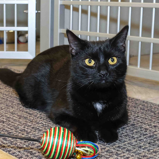 FOF, Kaleah FoFCats_07092025_Kaleah_DSCF0059 copy.JPG