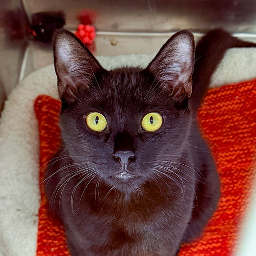 FOF, Halloween Blvd, Thackery IMG_9732.JPG