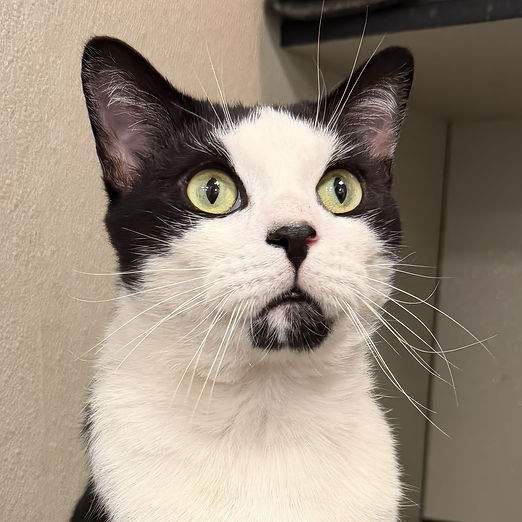 Alonso, FOF IMG_8467-Edit.jpeg