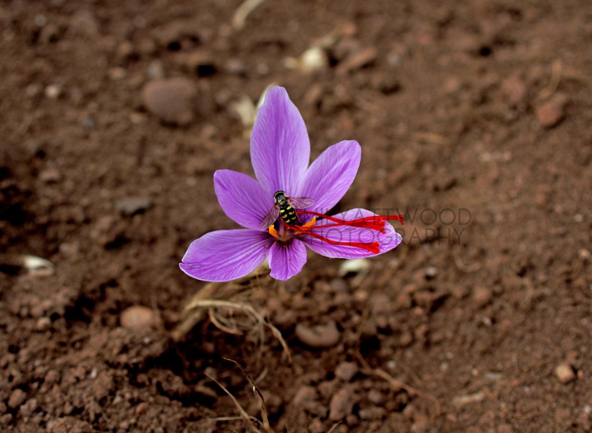 English Saffron Our Saffron and Our Story