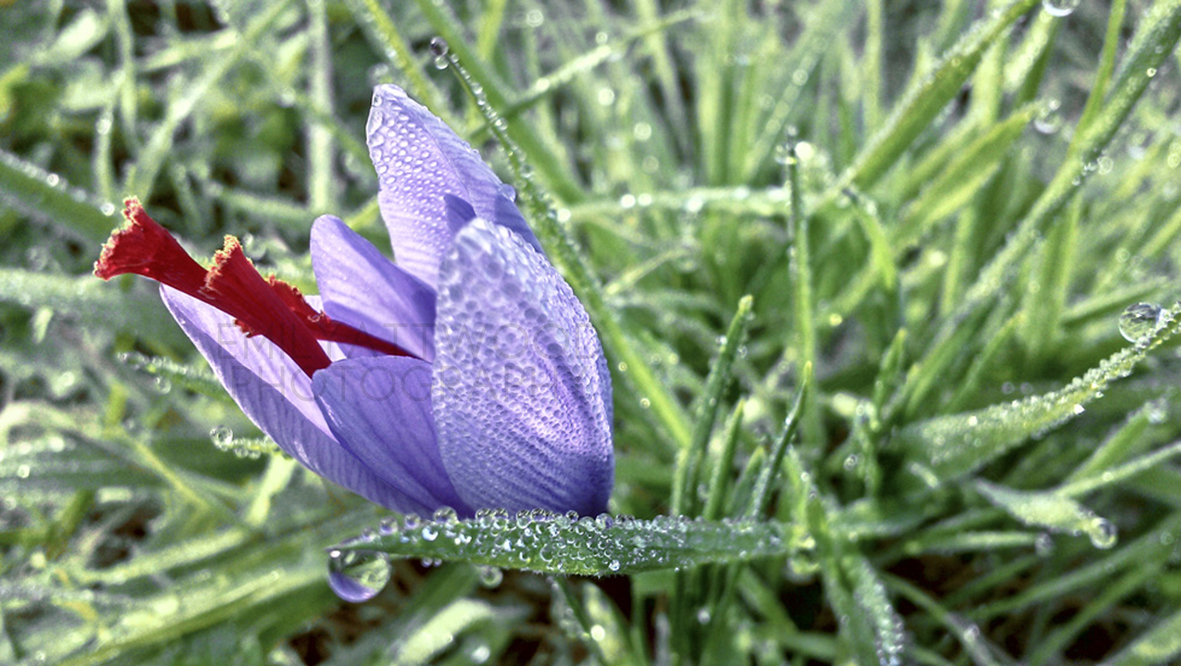 English Saffron Our Saffron and Our Story