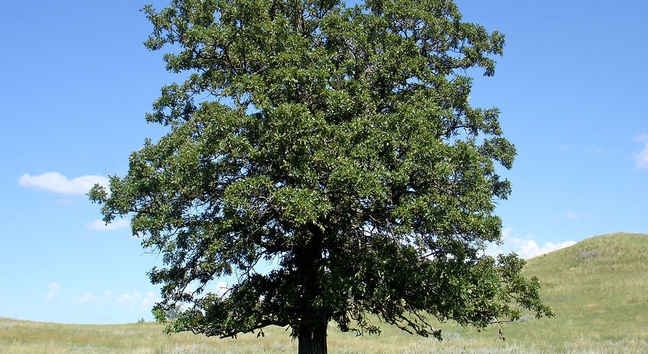 Copy of Oak-Tree_edited.jpg