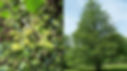 Common Alder.jpg