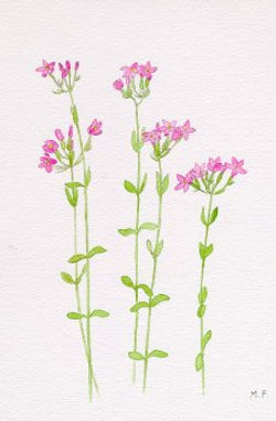 centaury.jpg