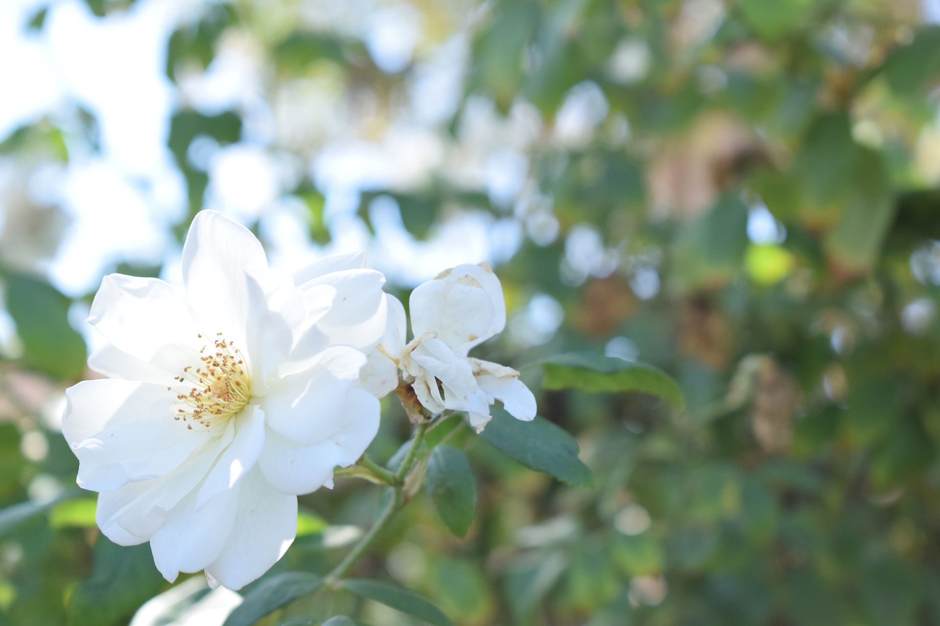 Pretty white flower