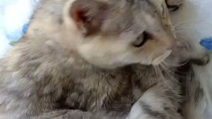 In Memoriam🖤 -Miki-