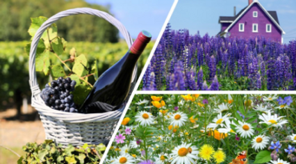 VINO2 and the pure taste of wine