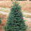 Thumbnail: 6'-7' Noble Fir