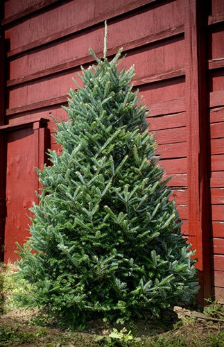 7' - 8' Fraser Fir