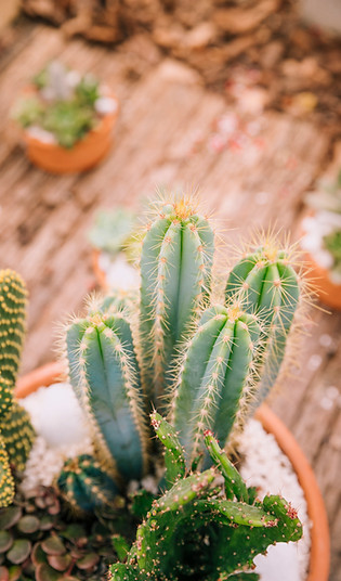 overhead-view-potted-cactus-plant.jpg