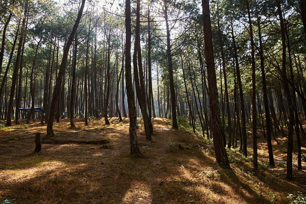 into-the-woods-2022-11-02-17-23-04-utc-min (1).jpg