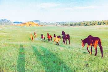 Horses running free in a green field, with The Copper Lodge in the distance