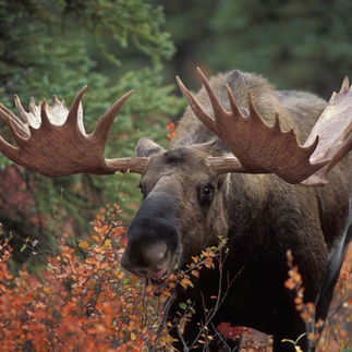 Bull moose with large antlers standing in vibrant fall foliage